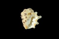 藏品(黃齒岩螺 )的圖片